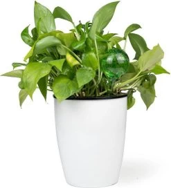 Merkloos Decopatent® 4 Stuks - Waterdruppelaar Voor Planten - Watergever - Glas - Waterbollen - Watergeefsysteem - Plantenbollen - Groen -Tuin Aanleg 1091x1200 6