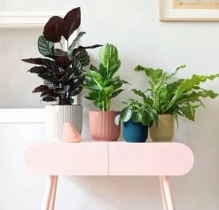 Elho Vibes Fold Rond 25 - Bloempot Voor Binnen - Ø 25.0 X H 23.0 Cm - Delicaat Roze 16 Elho Vibes Fold Rond 25 - Bloempot Voor Binnen - Ø 25.0 X H 23.0 Cm - Delicaat Roze -Tuin Aanleg 1200x1149 6