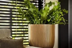 Capi Europe - Bloempot Bol Groove XL - 33x35 - Goud - Bloempot Voor Binnen - Opening ⌀28 - GVGB932 -Tuin Aanleg 1200x796 11