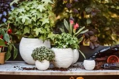 Capi Europe - Set Van 3 - Bloempot Binnen - Rib Ivoor -Tuin Aanleg 1200x799 270