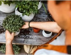 Capi Europe - Set Van 3 - Bloempot Binnen - Rib Ivoor -Tuin Aanleg 1200x930 5