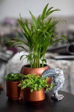 Capi Europe - Bloempot Bol Retro - 23x21 - Koper - Bloempot Voor Binnen - BRTC134 -Tuin Aanleg 799x1200 98