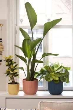 Elho Vibes Fold Rond 25 - Bloempot Voor Binnen - Ø 25.0 X H 23.0 Cm - Delicaat Roze 13 Elho Vibes Fold Rond 25 - Bloempot Voor Binnen - Ø 25.0 X H 23.0 Cm - Delicaat Roze -Tuin Aanleg 800x1200 177