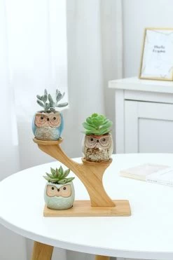 Luxe Bamboe Houten Boom Met 3 Keramiek Uil Bloempotten/Plantenpotten Op Standaard/Voet Voor Binnen En Buiten - Modern Design Bloempot/Plantenpot Op Poten/Pootjes-Plantenbak Mini Cactus Nep Plant Pot Houder - Kleine Bloembakken Plantenrek/Plantenkurk -Tuin Aanleg 800x1200 184