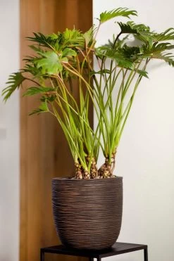 Capi Europe - Bloempot Bol Rib NL - 43x41 - Antraciet - Voor Binnen En Buiten - KOFZ933 -Tuin Aanleg 800x1200 187