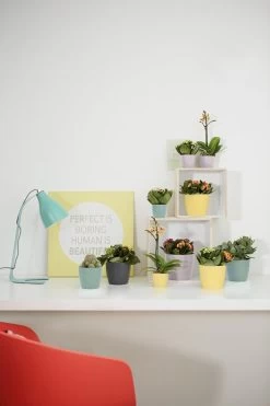 Elho Brussels Rond Mini 7 - Bloempot Voor Binnen - Ø 6.7 X H 6.0 Cm - Zwart/Antraciet 9 Elho Brussels Rond Mini 7 - Bloempot Voor Binnen - Ø 6.7 X H 6.0 Cm - Zwart/Antraciet -Tuin Aanleg 800x1200 193