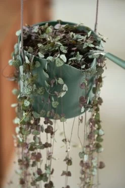 Elho B.for Swing 18 Hangpot - Bloempot Voor Binnen - Ø 18.0 X H 16.5 Cm - Groen/Blad Groen -Tuin Aanleg 800x1200 198