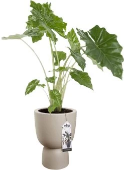 Elho Pure Coupe 35 - Bloempot Voor Binnen & Buiten - Ø 34.9 X H 49.0 Cm - Beige/Balanced Beige -Tuin Aanleg 880x1200 8