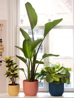 Elho Vibes Fold Rond 25 - Bloempot Voor Binnen - Ø 25.0 X H 23.0 Cm - Delicaat Roze 17 Elho Vibes Fold Rond 25 - Bloempot Voor Binnen - Ø 25.0 X H 23.0 Cm - Delicaat Roze -Tuin Aanleg 911x1200 1