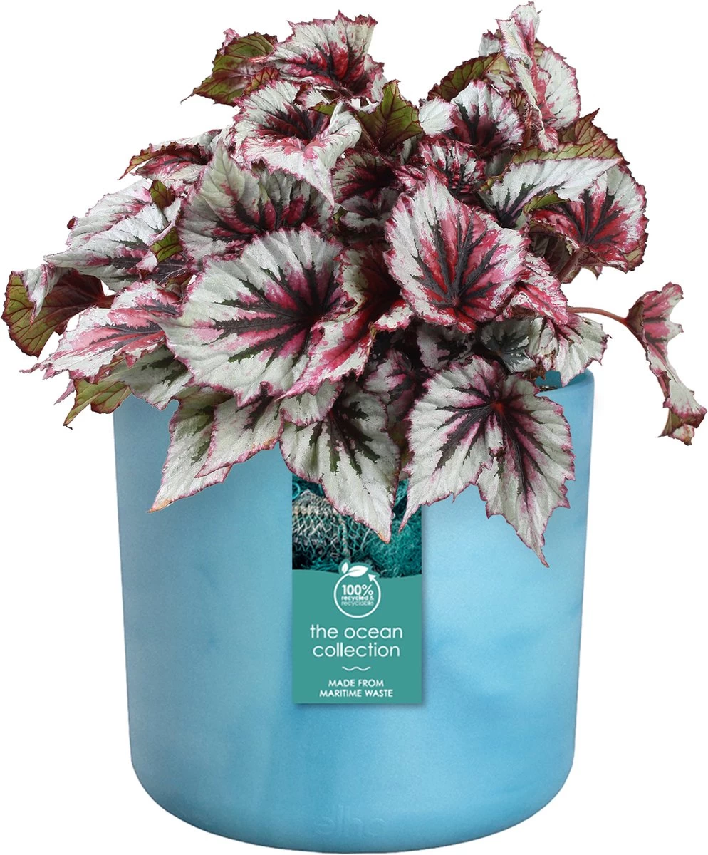 Elho The Ocean Collection Round 22cm - Bloempot Voor Binnen - 100% Gerecycled Materiaal - Gemaakt Met Zeeafval - Ø 22.3 X H 20.4 Cm - Atlantisch Blauw 4 Elho The Ocean Collection Round 22cm - Bloempot Voor Binnen - 100% Gerecycled Materiaal - Gemaakt Met Zeeafval - Ø 22.3 X H 20.4 Cm - Atlantisch Blauw - Afbeelding 2