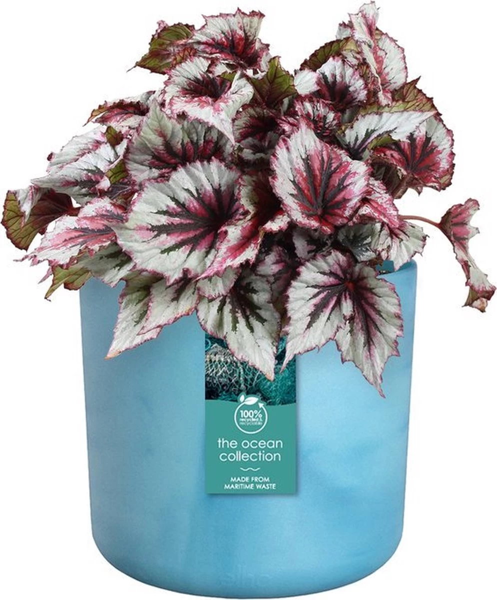 Elho The Ocean Collection Round 22cm - Bloempot Voor Binnen - 100% Gerecycled Materiaal - Gemaakt Met Zeeafval - Ø 22.3 X H 20.4 Cm - Atlantisch Blauw 11 Elho The Ocean Collection Round 22cm - Bloempot Voor Binnen - 100% Gerecycled Materiaal - Gemaakt Met Zeeafval - Ø 22.3 X H 20.4 Cm - Atlantisch Blauw - Afbeelding 9